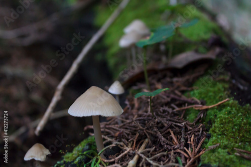 Close-up of little wild mushrooms