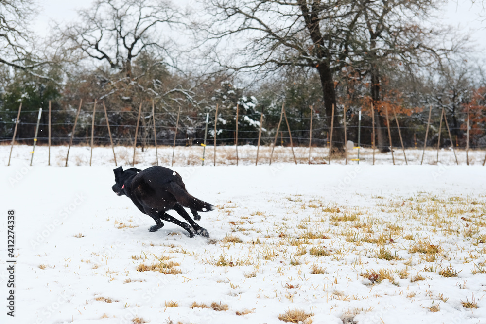 Black dog running through snow in yard during winter. Black dog running through snow in yard during winter.