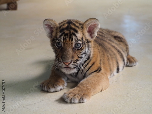 Baby tiger Fototapet