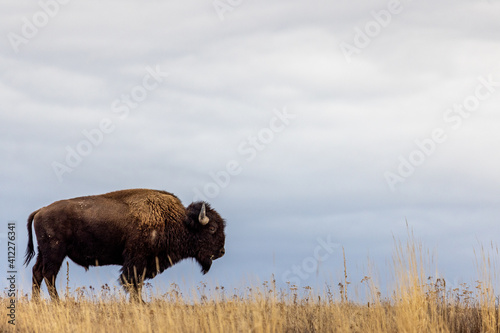 Canvas Bison standing in the grass with cloudy sky in the background