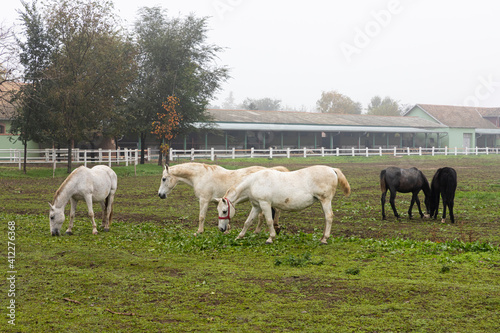 Horses at farm on the pasture grazing