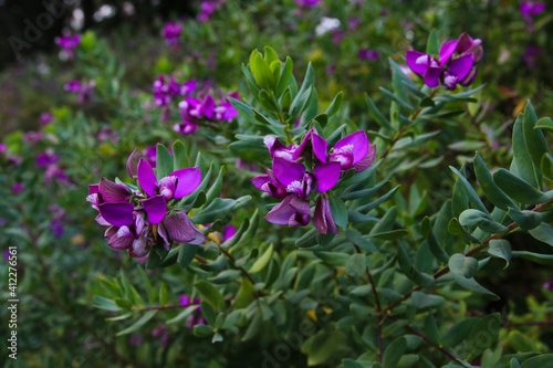 Purple flowers in the garden