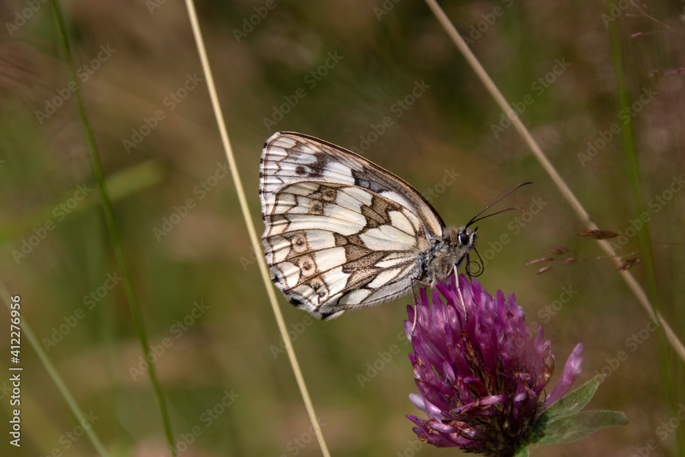 Marble white butterfly on a flower Marble white butterfly on a flower
