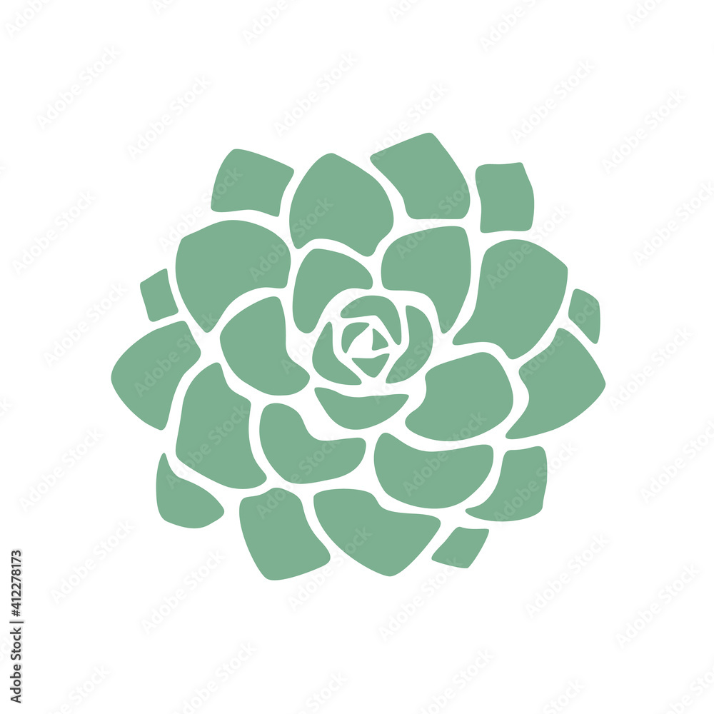 Succulent Plant Isolated on White Background - Green Plant Succulent Plant Isolated on White Background - Green Plant