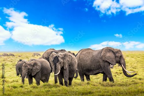 African elephants in Amboseli National Park. Kenya  Africa. Wild nature landscape. Safari in Africa