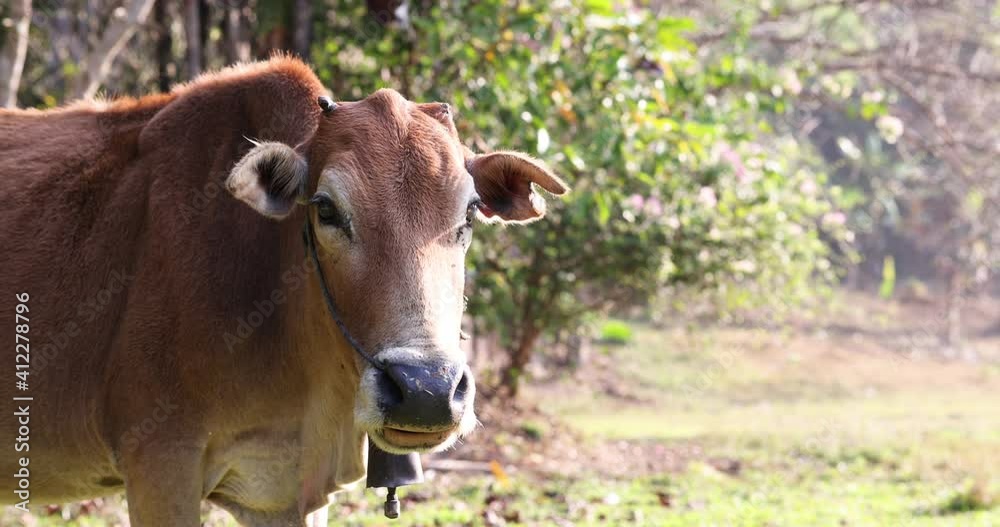 A beautiful mature female red cow looking directly at the camera while feeding on grass in the meadow. A beautiful mature female red cow looking directly at the camera while feeding on grass in the meadow.