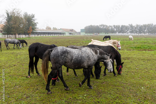Beautiful Horses at farm on the pasture