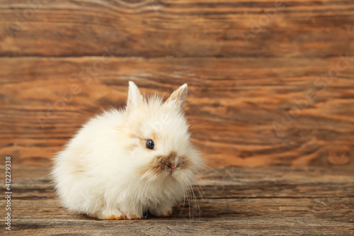 Cute fluffy rabbit on wooden background