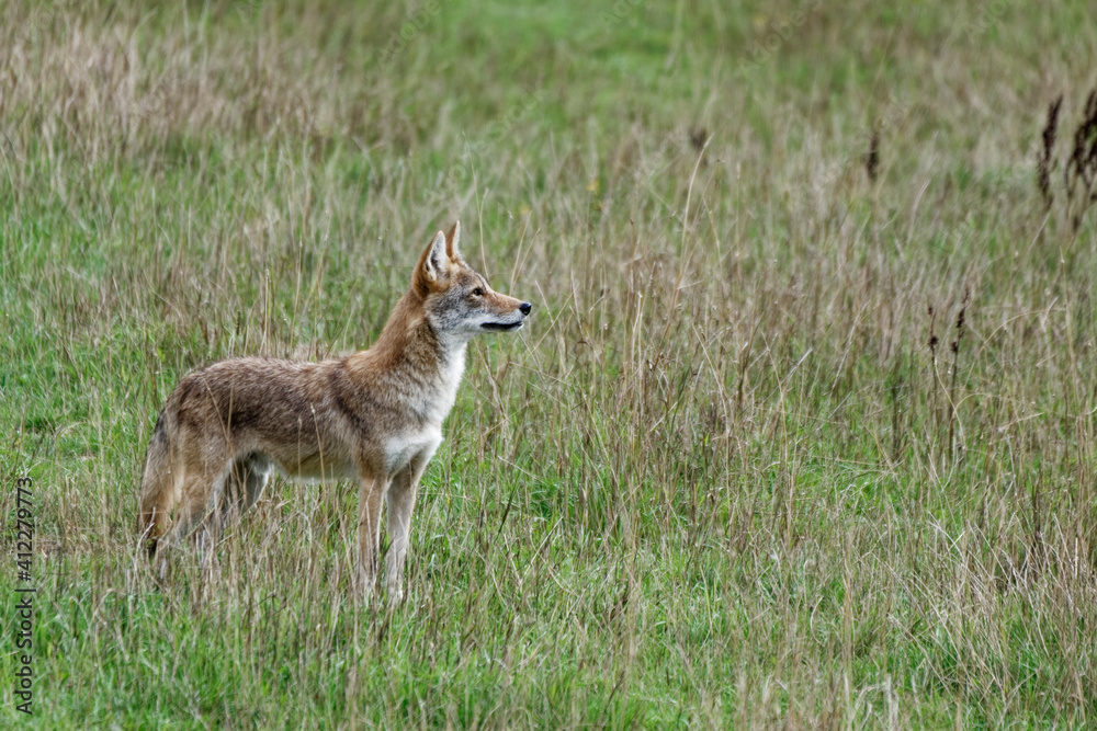 Coyottes