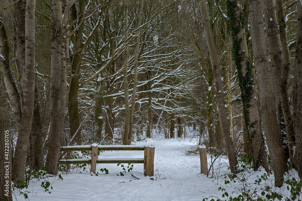 Forest lane. Snow and frost. Winter at Rheebruggen estate Drenthe Uffelte Netherlands
