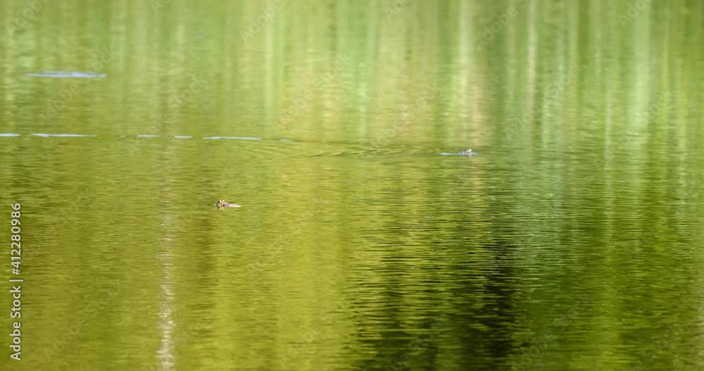 The grass snake sliding on the water in Kopacki rit, Croatia The grass snake sliding on the water in Kopacki rit, Croatia