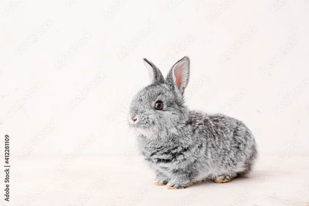 Obraz premium Cute funny rabbit on light background