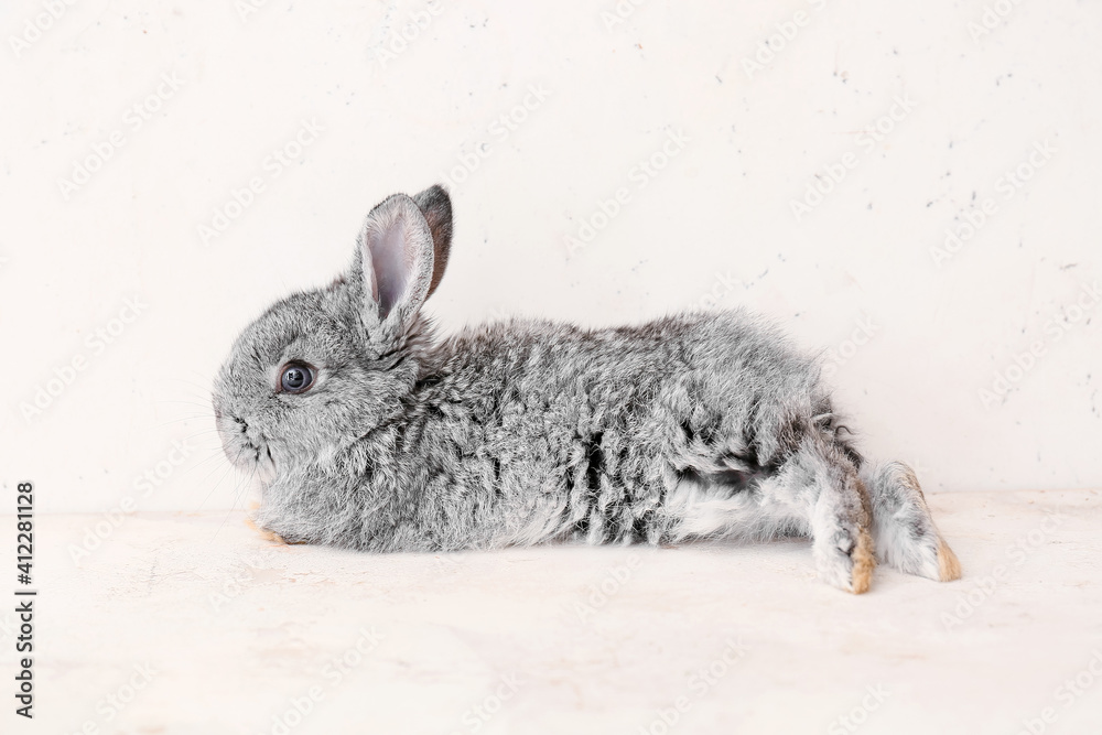 Obraz premium Cute funny rabbit on light background