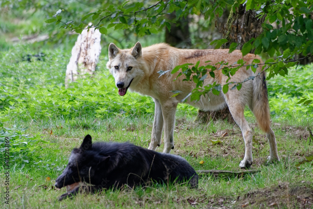 Fototapeta premium Loups
