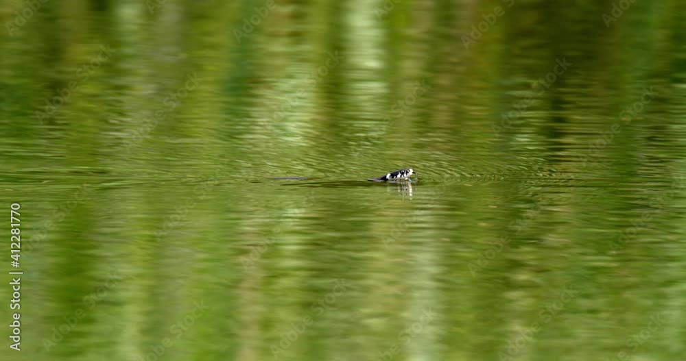 The grass snake sliding on the water in Kopacki rit, Croatia The grass snake sliding on the water in Kopacki rit, Croatia