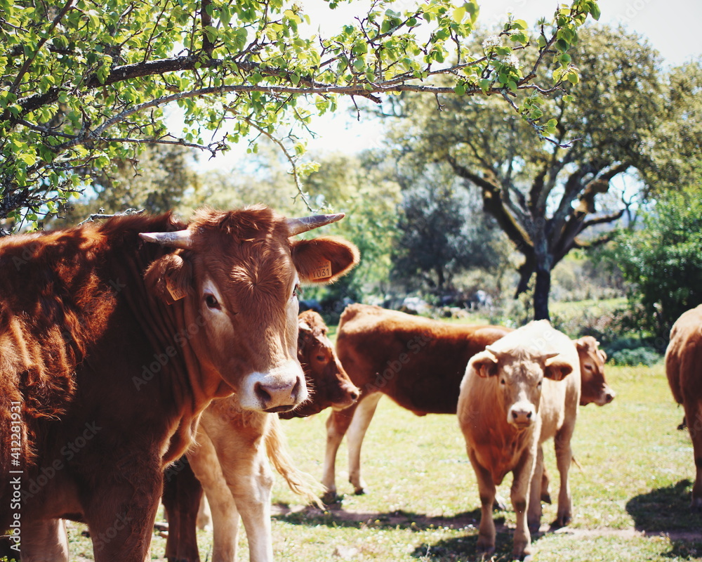 Cows looking at camera in Alentejo Portugal Cows looking at camera in Alentejo Portugal