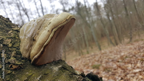 Fungus on a tree, polypore fungus