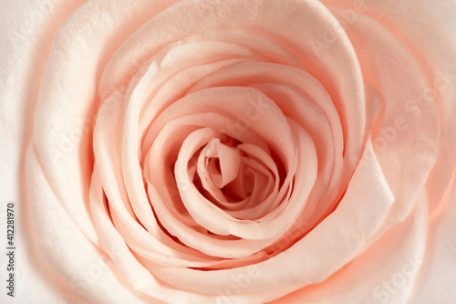 Beautiful pink rose background. Top view. Pastel color style