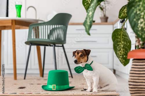 Cute dog with green bowtie ...