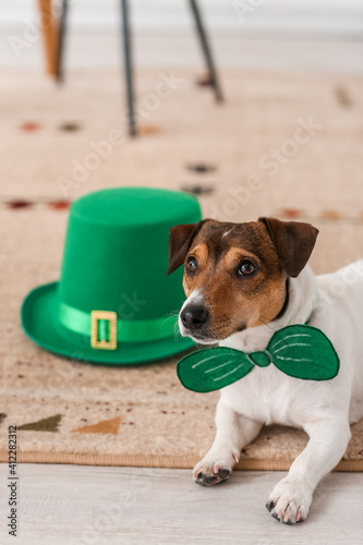 Cute dog with green bowtie and hat at home. St. Patrick's Day celebration