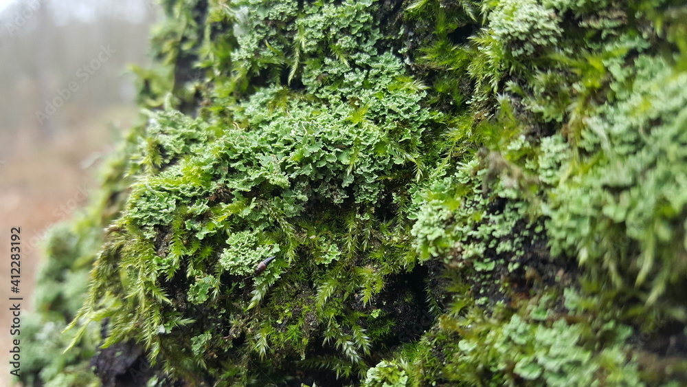 Close up of Cyan lichen and other lichens and moss