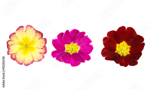 red yellow pink primrose flower isolated on a white background top view