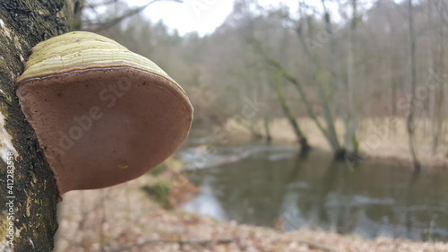 Tableau sur toile Fungus on a tree, polypore fungus