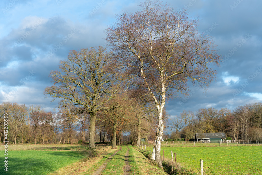 Road with trees through the fields near Loenen at boundary between Veluwe and IJsselvallei (IJssel valley) in The Netherlands. Road with trees through the fields near Loenen at boundary between Veluwe and IJsselvallei (IJssel valley) in The Netherlands.