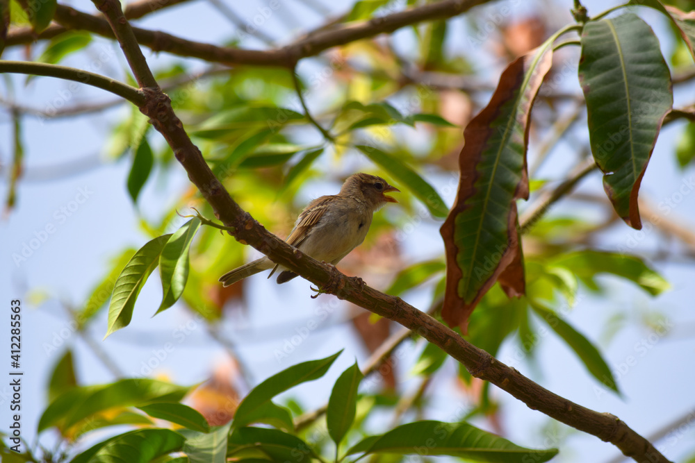 Young Female Sparrow Asian Bird On Iron. Animal wildlife photography wallpaper, green plant leaf picture Young Female Sparrow Asian Bird On Iron. Animal wildlife photography wallpaper, green plant leaf picture