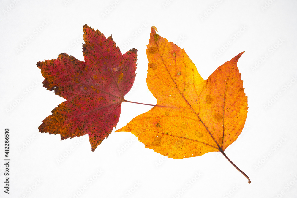 Fototapeta premium One red maple leaf and one orange Manitoba maple leaf on a white background. Back-lit showing red and yellow coloration. 