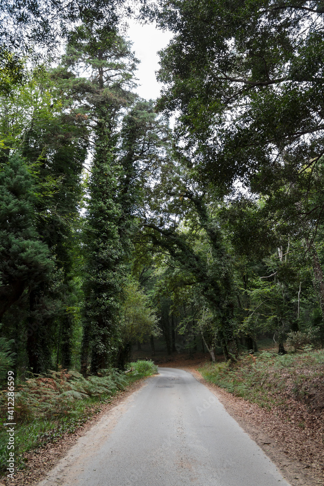 Fototapeta premium Narrow road between forest