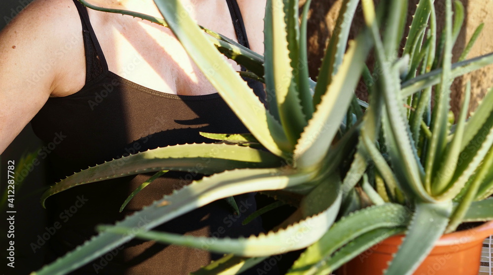 Obraz premium The idea of early recognition and treatment of breast cancer in older women. Medicinal Aloe Vera on the background of an elderly woman in a black T shirt.