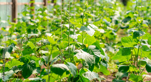 cucumber plant in the greenhouse. Growing cucumber. Tied up plants