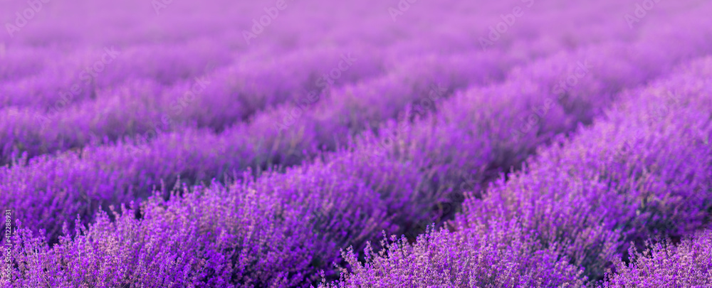 Summer purple banner background. A field of lavender