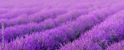 Summer purple banner background. A field of lavender
