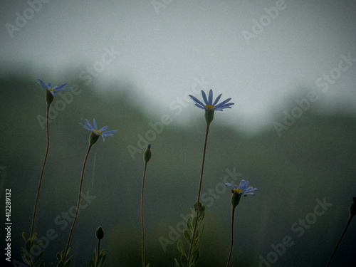 Fotografie purple daisy flower on rainy day