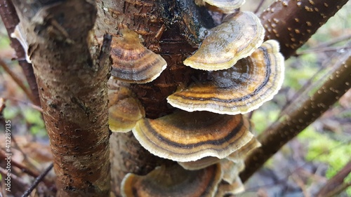 Most polypores are edible or at least non-toxic. Bracket fungi, or shelf fungi produce shelf- or bracket-shaped or occasionally circular fruiting bodies called conks. They are mainly found on tree