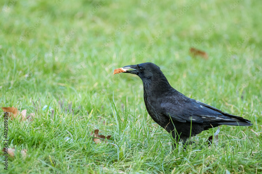 Carrion Crow Bird Close-up on grass eating bread in his mouth Carrion Crow Bird Close-up on grass eating bread in his mouth