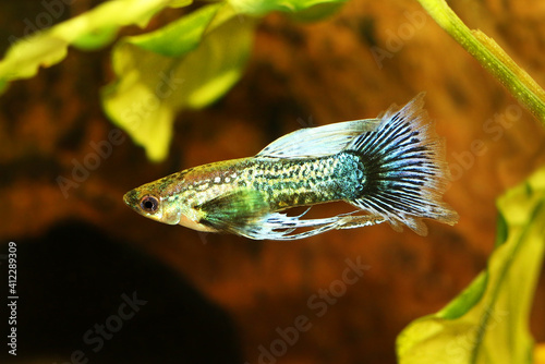 Fancy Guppy fish aquarium fish Male Poecilia reticulata colorful freshwater fish	
