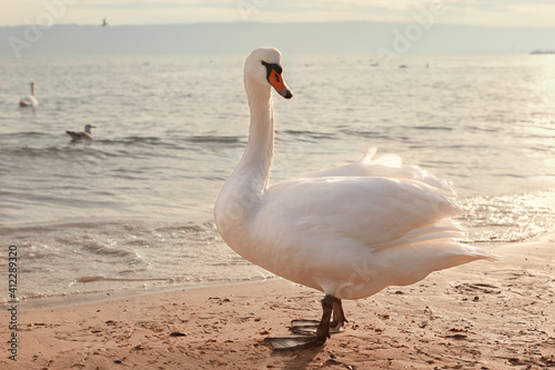 white swan on the sea