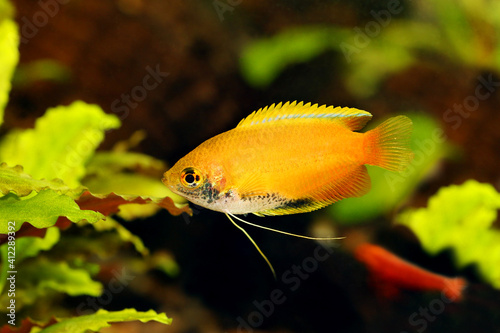 Honey gourami Trichogaster chuna tropical aquarium fish isolated on white	 photo