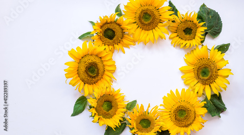 Fototapeta Naklejka Na Ścianę i Meble -  sunflower flowers on a white background. Summer background with space for text.