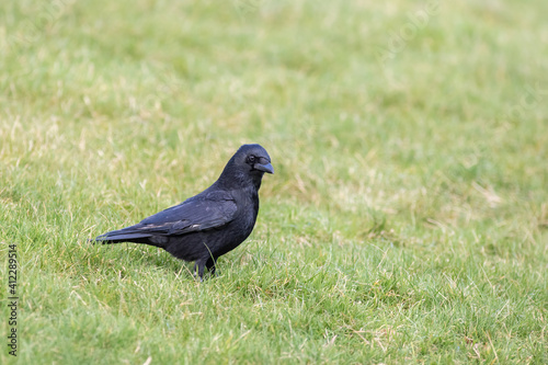 Carrion Crow Bird Close-up on grass