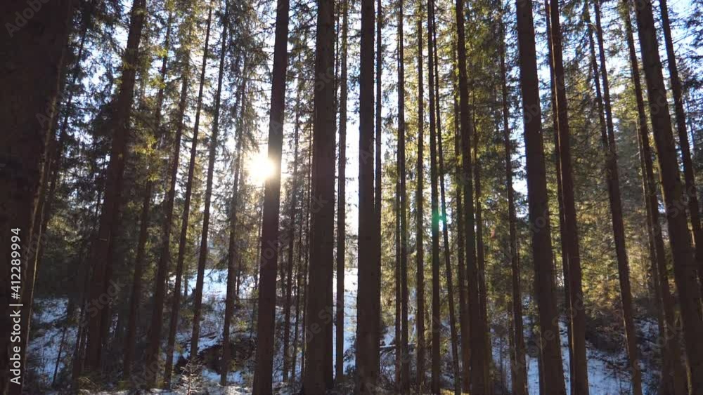 Dolly shot of sun light breaking through trees in early morning. Warm sunbeams illuminating plants in winter. Beautiful mountain pine forest with sun shining. Nature at background. Slow motion Dolly shot of sun light breaking through trees in early morning. Warm sunbeams illuminating plants in winter. Beautiful mountain pine forest with sun shining. Nature at background. Slow motion