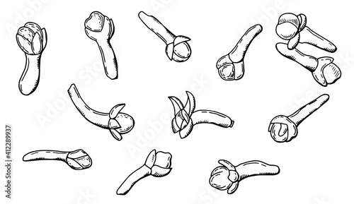 Clove spice linear set. White background, isolate. Vector illustration. Line art.