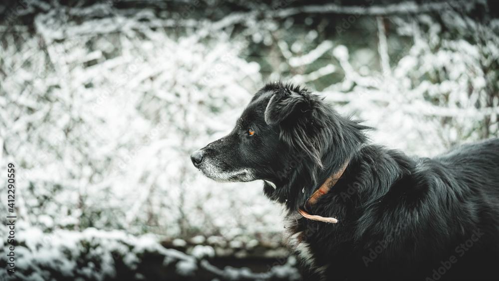 Naklejka premium border collie neige arrêt