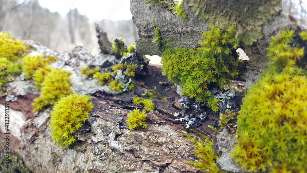 Dense and lush forest moss growing on a tree and different lichens