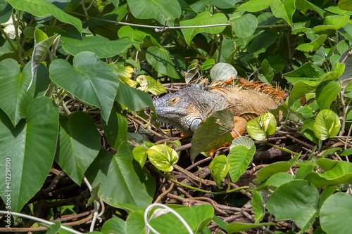 Iguana in the wild. Singapore. It is a large, mobile lizard. Painted to match the color of the surrounding area. The head of the iguana is covered with shields, the back is covered with scales, on th