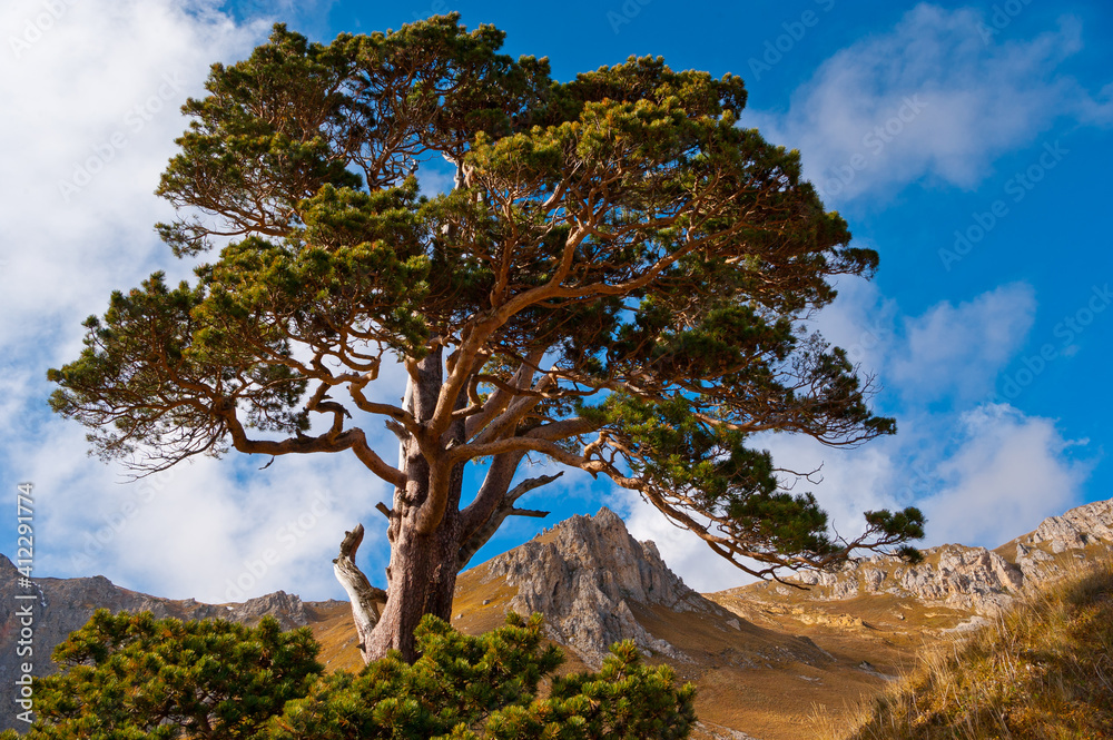 A large old pine tree in the foothills of Oshten, Adygea. A large old pine tree in the foothills of Oshten, Adygea.