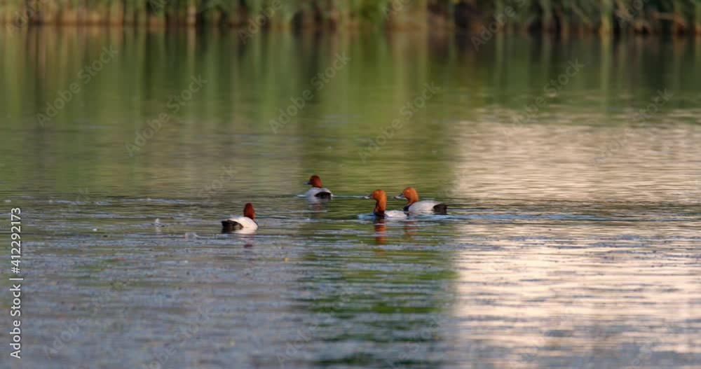 Common pochard are swimming on the wetland Common pochard are swimming on the wetland